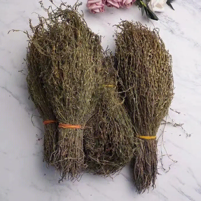 獨角金.png 獨角金.png