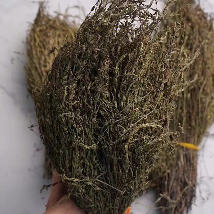 獨角金1.png 獨角金1.png