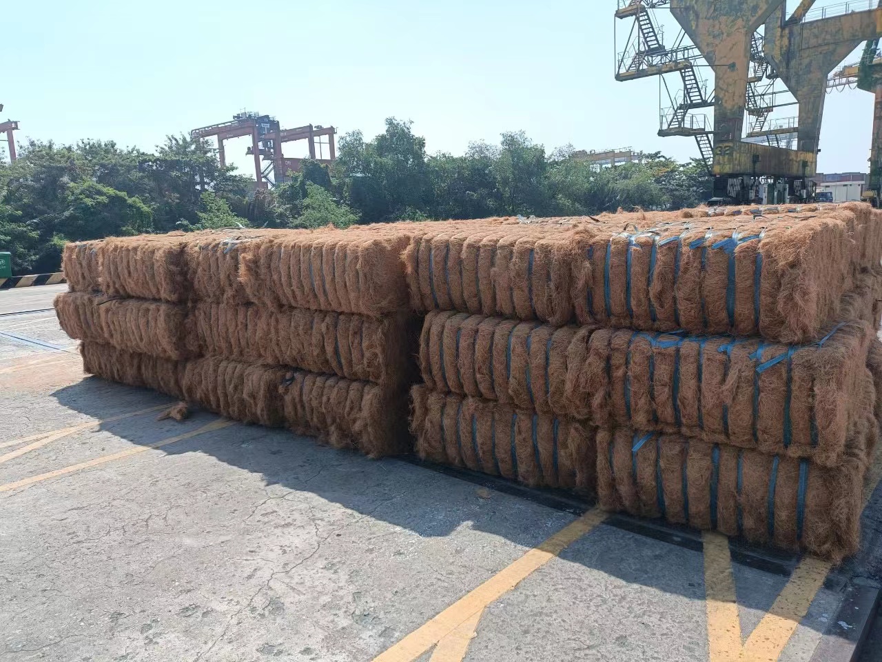 椰絲1.jpg 椰絲1.jpg