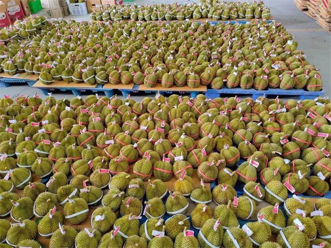 榴蓮.jpg